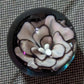 Black & White Flower Marble and UV Pendant Set